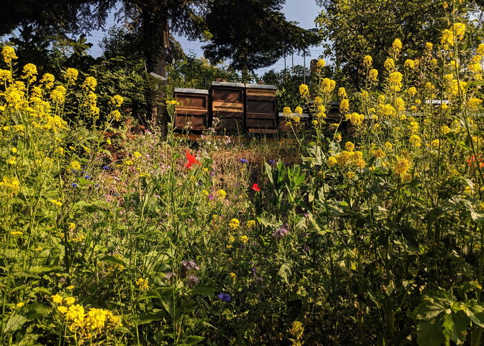 Bienenstöcke in Wildblumenwiese