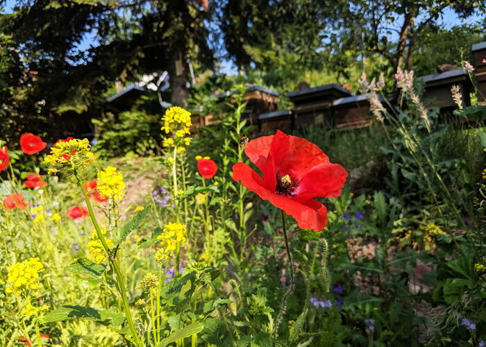 Rote Mohnblume in einem blühenden Garten