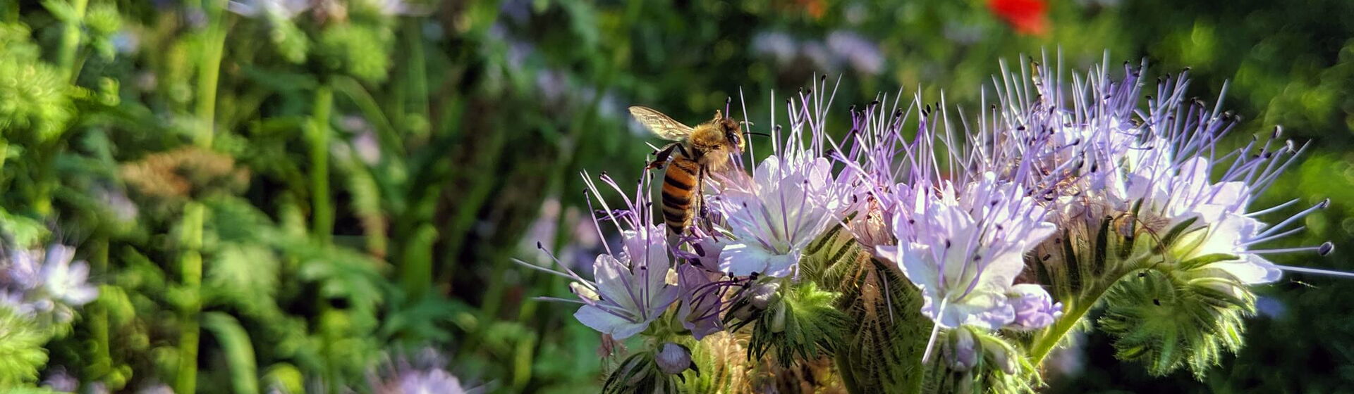 Biene auf lila Phacelia-Blüte